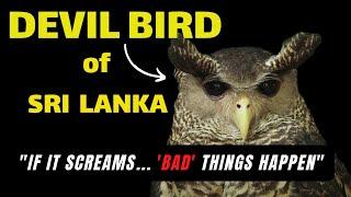 The Devil Bird of Sri Lanka