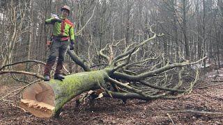 Jeden z mých nejkošatějších buků  MS  500i/ work in forest