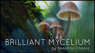 Beautiful Chorus - Brilliant Mycelium (Official Lyric Video)