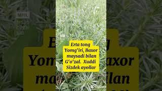 Alisher Navoiy! Yomg‘ir haqida! Obo‘na bo‘ling!  #iqtiboslar #motivation #hikmat #hit #halovat
