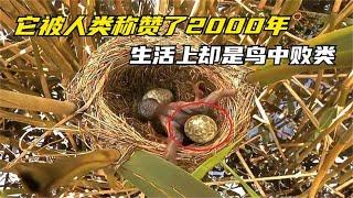 它被人类称赞了2000年，生活上却是鸟中败类，一出生就坏事做绝！