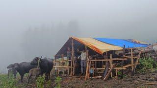 Most Relaxing  Shepherd Life | Nepal | Rainy Day | Organic shepherd  Food | Real Shepherd Life