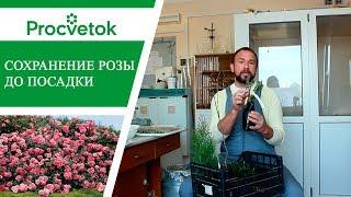 Как сохранить саженцы роз до посадки?