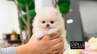 Beautiful Cream Pomeranian Teddy Bear Face :D Annie - Rolly Teacup Puppies