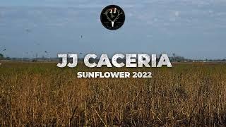 Sunflower with JJCaceria, Argentina dove hunting 2022