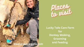 Places to Visit UK: Lucky Tails Care Farm: Family Day Out, Alpaca Walking & Weddings, Donkey Walks