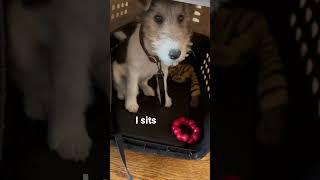 Puppy hand fed in crate - 12 week old wire fox terrier