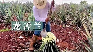 茅台和龙舌兰酒你会选哪个？ #龙舌兰酒