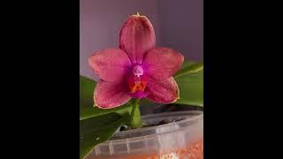 орхидея Фаленопсис Митуо Сан Квин Лотас Phalaenopsis Mituo Sun Queen Lotus ароматная орхидея