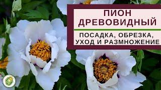 ПИОН ДРЕВОВИДНЫЙ - посадка, уход, размножение