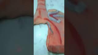 how to make working human respiratory system #school #science