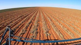 Harvesting mile long rows