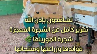 شجرة المورينقا  ( اولفيرا ) رابط المتجر https://salla.sa/yusur-food