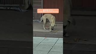 말레이시아) 길거리 개들.. 사랑해 주지 않아도 좋아요, 때리지만 마세요 #밥셔틀