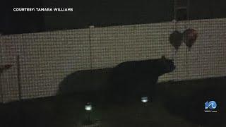 Unexpected visitor: Black bear Sweetie visits Chesapeake neighborhood