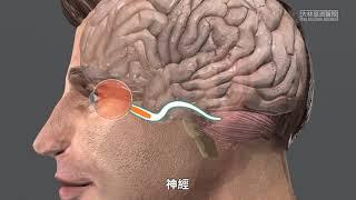 【科普教育】認識眼睛的結構與功能 國語