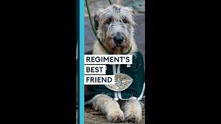 Why does the Royal Irish Regiment have a dog as a mascot?  #Shorts