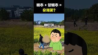 유채꽃이 사실 배추+양배추라고?