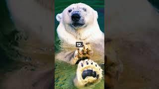 50 Incredible Polar Bear Facts: Earth's Largest Land Predator | Wildlife Documentary (p3) #facts