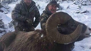 Alberta Minister's Tag Rocky Mountain Bighorn 2016 - Breland