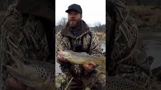 Chunky Spring Brown Trout