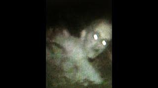 Cryptids and Monsters:  "There's something in the woods", multiple scary encounters with a Crawler!!