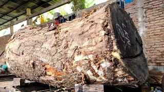 New York’s Most Risky Sawmill Operation – This Trembesi Log Almost Crushed a Worker!