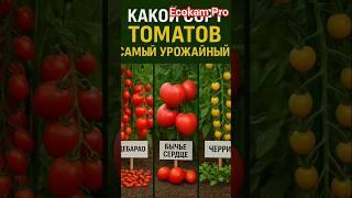 "Какой сорт томатов самый урожайный? Сравниваем 3 фаворита!"  #Огород #Сорта #Томаты