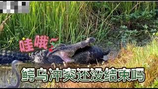 【搞笑配音】哇哦！鳄乌冲突还没结束吗？#搞笑 #配音 #段子