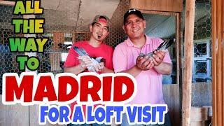 HOW THEY RACE PIGEONS IN SPAIN|SPAIN PIGEON RACING|PIGEON RACING UK|MADRID