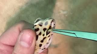 Removing eye caps from leopard gecko