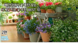 [4K]베란다 꽃폭탄 사계절 피는 꽃 BEST 10(제 2부)/ 실내에서 오래 피는 꽃 추천 / 삽목도 잘 되는 가성비 좋은 실내 화초