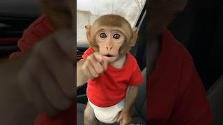 baby monkey in the car So cute ️ #funny