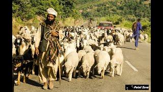 Sheep at Kashmir | Kashmir Road Blocked by sheep |Jammu Kashmir Road Trip @ Mahindra Bolero