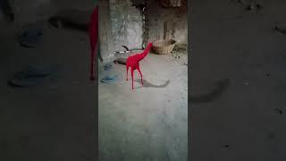 Tiki viral trinding giraffe dance # short