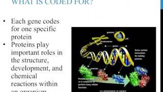 An introduction to genetics