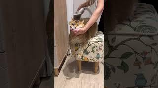 Best vacuum for pet hair 2022 Neakasa pet grooming kits