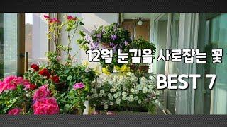 12월 눈길을 사로잡는 꽃 BEST7