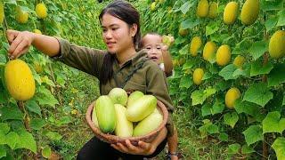 "Cooking Reserve Food for Pigs - Harvesting Giant Cat Melons from the Garden to Sell at the Market".