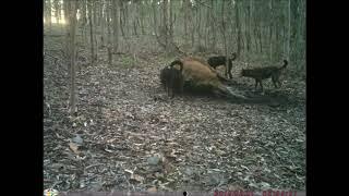 Monitoring wild dogs feeding at a cow carcass - Brisbane, Queensland