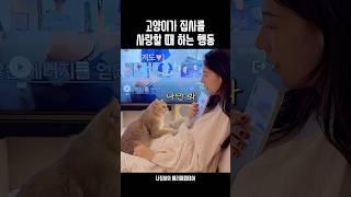 고양이가 집사를 사랑할때