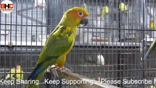 Yellow Ringneck | Rainbow Lorikeet | Sun Conure Parrots Breeder Pairs