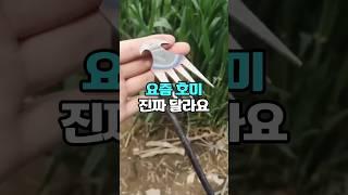 호미, 더 이상 옛날 도구 아니에요. 어른도 아이도 쉽게 쓸 수 있어요