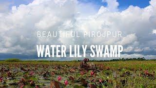 Water Lily Swamp In Pirojpur - Kingdom Of Water Lily