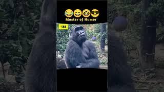 214 || Masal Dosa#shortsfeed #animaldub #funny #chimpanzeelover #pet #@MasterofHumorMH