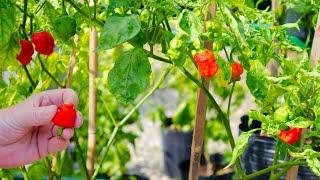 Growing Carolina Reaper Peppers - A-Z - Seed to Fruit