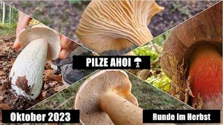 Pilze im Oktober - Niedersachsen 2023