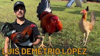 Beautiful Color Chicken Free Range Chicken Feeding Time - LDL Farm Luis Demetrio Lopez California