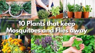 10 Plants that keep Mosquitoes and Flies away  mosquito repellent plants 