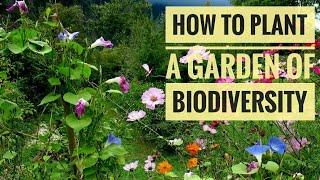 Top tips for small gardens: best plants for biodiversity!